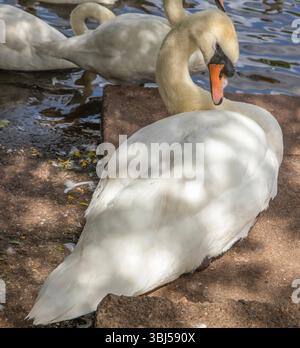 Swan Sanctuary Worcester Stockfoto