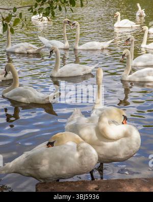 Swan Sanctuary Worcester Stockfoto