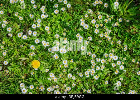 Ein sonniges, grünes Feld im Sommer, das mit Wildblumen bedeckt ist, darunter kleine weiße Gänseblümchen in voller Blüte Stockfoto