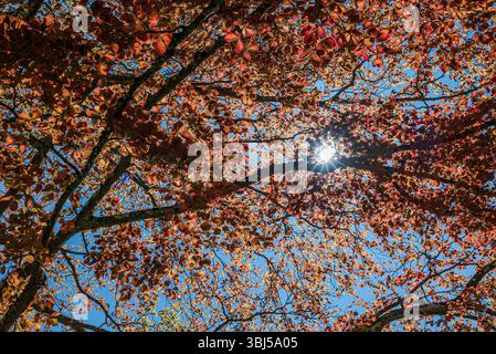 Gruppen junger, purpurpurroter Birkenblätter entzünden sich vor dem klaren blauen Himmel und ihr kollektives Leuchten summt mit der rohen Energie des Frühlings als Sonnenlicht Stockfoto