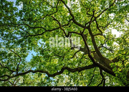 Frische Eichenblätter, sonnenbeleuchtet bis gelbgrün, Kontrast zum blauen Himmel des Mai Stockfoto