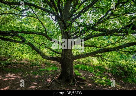 Robuster Eichenstamm und nach außen reichende Äste, umgeben von frischen grünen Blättern im Frühsommer Stockfoto