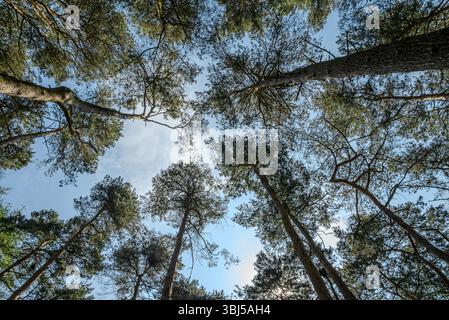 Die hohen Tannenbäume erstrecken sich in einem Wald nach oben und stehen im Frühsommer vor einem hellblauen Himmel mit weichen Wolken Stockfoto