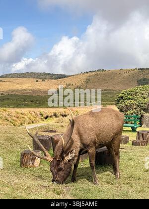 Ein Sambar-Hirsch steht allein im offenen Grasland des Horton Plains National Park, Sri Lanka, mit einer Kulisse aus Himmel und wunderschöner Natur Stockfoto