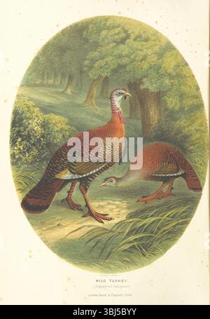 Wilder Truthahn (Meleagris Gallopavo), 1866. Seite 10 von „The Sportsman and Naturalist in Canada, or Notes on the Natural History of the Game, Game Birds, and Fish of That Country ... Illustrated with farbige Platten and Holzschnitte“ von William Ross King. [London, England, 1866] Stockfoto