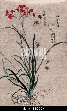 Zwei Pflanzen, eine liliaceae blühende Pflanze und ein Fruchtstamm einer Euonymus-Art. Stockfoto