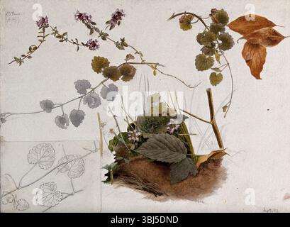 Wilder Thymian (Thymus praecox): Blüten, Stiele und Blätter in verschiedenen Bildern, 1897. Zusatzinfo: Öl aus wildem Thymian (Serpoletöl) ist medizinisch. Stockfoto