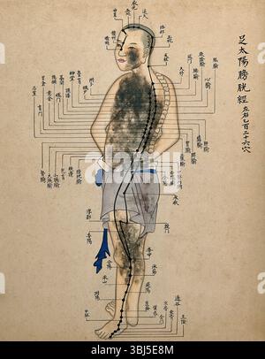 Akupunkturdiagramm mit einer Reihe von Punkten auf der Figur eines stehenden Chinesen. Zusätzliche Info: Zeigt eines der zwölf Kanalsysteme, die vom Fuß oder der Hand durch die wichtigsten inneren Organe bis zum Hals verlaufen und Qi um den Körper transportieren. Jeder Kanal hat eine bestimmte Anzahl von Akupunkturpunkten, die symmetrisch auf der linken und rechten Seite angeordnet sind. Stockfoto