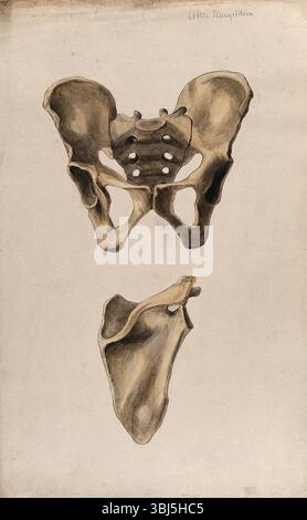 Becken- und Schulterknochen: Zwei Figuren, 1880. Stockfoto
