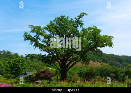 Großer grüner Baum unter blauem Himmel Stockfoto