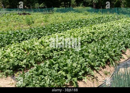 Ein großer Gemüsegarten in einem Dorf in Südkorea Stockfoto