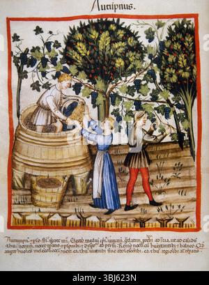 Herbst: Weinlese und Weinbereitung, 14. Jahrhundert. Aus Tacuinum Sanitatis Folio 54v, einem mittelalterlichen Handbuch über Gesundheit. Stockfoto