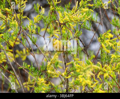 Ein Gelber Warbler (Setophaga petechia) thront auf einem Ast, der von leuchtend grünen Blättern umgeben ist. Stockfoto