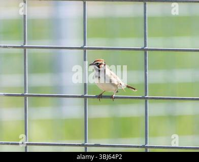 Ein Lark Sparrow (Chondestes grammacus) steht auf einem Metalldrahtzaun. Im Hintergrund befindet sich ein hellgrünes Feld Stockfoto