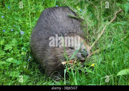 Castor Fiber aka eurasischer oder europäischer Biber baut in seinem natürlichen Lebensraum Biberdamm. Die Natur der Tschechischen republik. Stockfoto