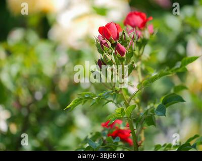 Rote Rosenknospen wachsen an einem Büschen im Garten. Stockfoto