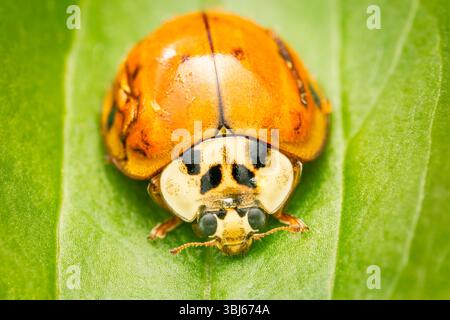 Makrophotogramm eines Harmonia axyridis oder asiatischen Käfers, der auf einem grünen Blatt in meinem Garten ruht Stockfoto