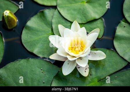 Weißwasserlilie in Blüte auf einem Teich, Botanischer Garten Freiburg, Deutschland Stockfoto