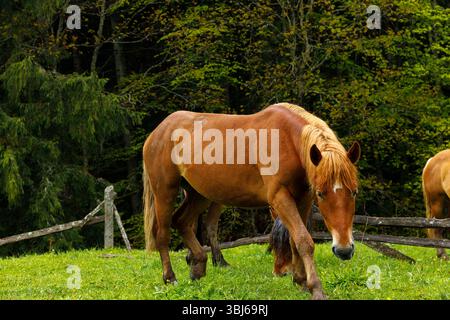 Dieses Bild fängt einen ruhigen Moment eines braunen Pferdes ein, der friedlich auf einem üppigen grünen Feld weidet, eingerahmt von einem dichten Wald aus lebendigen Bäumen, die repräsentieren Stockfoto