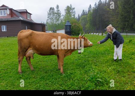 In dieser friedlichen ländlichen Szene streckt eine Frau ihre Hand zu einer braunen Kuh auf einer grünen Weide, während eine malerische Lodge und Bäume einen malerischen Hintergrund bilden Stockfoto