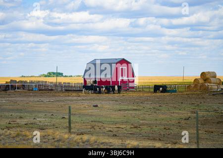 Alte rote Scheune in der kanadischen Prärie von Alberta, Kanada Stockfoto