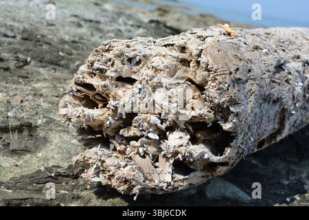 Treibholz ist an einem Strand gestrandet, wo Muscheln ihr Zuhause haben. Stockfoto