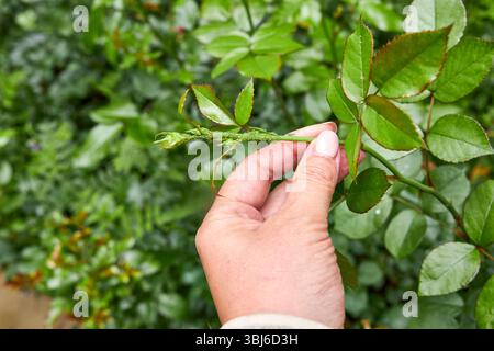 Makroaufnahme von Rosenknospen in einem Garten, sichtbar mit grünen Blattläusen befallen. Das Bild zeigt deutlich den Pflanzenschädlingsschaden an den empfindlichen Blütenblättern Stockfoto