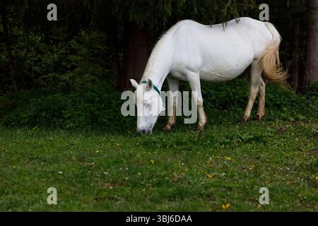 Das Bild zeigt eine ruhige Szene eines schönen weißen Pferdes, das friedlich auf lebendigem grünem Gras weidet, inmitten üppigen Grüns und blühenden Wildblumen. Stockfoto