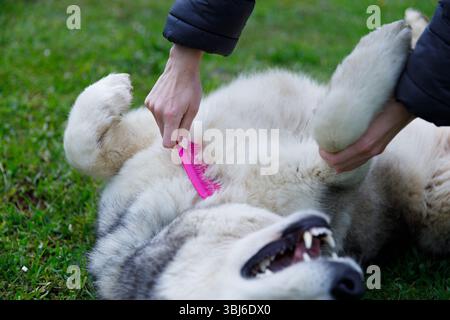 Eine fröhliche Szene einer Person, die einen glücklichen Hund an einem sonnigen Tag pflegt. Das Haustier genießt beim Bürsten eine Bauchreibung und zeigt die Verbundenheit zwischen ihnen in a s Stockfoto