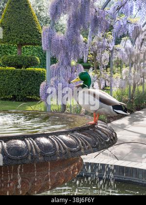 RHS Wisley mit Mallard-Ente auf dekorativem Steinbrunnen mit sonnendurchfluteten Wisteria-Rundbögen und Eibenkanälen hinter Wisley Gardens Surrey UK Stockfoto