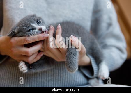 Ein süßes graues Kätzchen wird sanft in den Händen einer Person gehalten und zeigt sein flauschiges Fell und seine ausdrucksstarken blauen Augen, was ein herzerwärmendes Bild eines Begleiters schafft Stockfoto