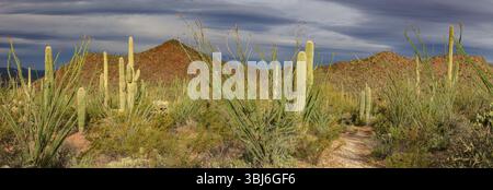 Ein wunderschönes Panorama des Kaktuswaldes von Saguaro, aufgenommen auf einer Wanderung auf den Wasson Peak im Tucson Mountain District im Saguaro National Park. Stockfoto