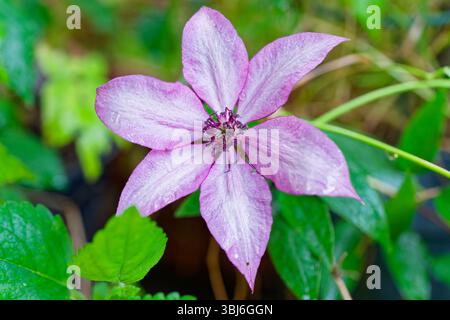 Eine Nahaufnahme zeigt eine Clematis integrifolia „Rosea“-Blume. Die hellrosa Blütenblätter mit dunkelviolettem Zentrum stehen im Kontrast zum umgebenden grünen Laub, hig Stockfoto