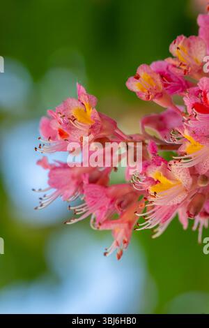 Rote Rosskastanienblüten mit rosafarbenen korallenfarbenen Blüten und markanten Palmatenblättern schaffen eine schöne Frühlingsdarstellung in Frankreich Stockfoto