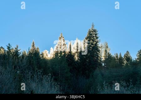 Goldenes Sonnenlicht, das durch hohe Waldbäume filtert und dramatische Lichtstrahlen in nebeliger Waldatmosphäre im llo, Pyrenäen, Frankreich, erzeugt Stockfoto