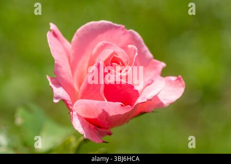 Zarte rosafarbene Gartenrose mit weichen, mehrschichtigen Blütenblättern, die in einer natürlichen Umgebung im Freien blühen und romantische Blumendekorationen in Frankreich schaffen Stockfoto