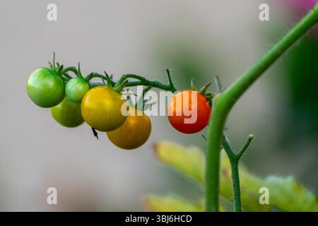 Bunte Kirschtomaten in verschiedenen Reifestadien von grün bis rot hängen an gesunden Weinpflanzen in Frankreich Stockfoto