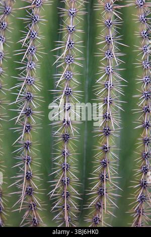 Dies ist ein vertikales Foto eines Saguaro-Kaktus und seiner Stacheln im Saguaro-Nationalpark außerhalb von Tucson, Arizona. Stockfoto