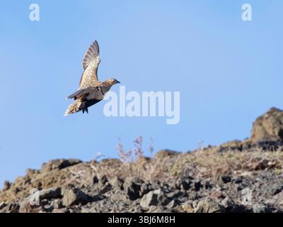 Schwarzbauchhuhn (Pterocles orientalis), weibliche Landung auf felsiger Steppe, Jandia Natural Park, Pajara, Fuerteventura, Kanarische Inseln, November. Stockfoto