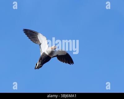 Schwarzbauchhuhn (Pterocles orientalis) männlich im Flug über Kopf, Jandia Natural Park, Pajara, Fuerteventura, Kanarische Inseln, November. Stockfoto