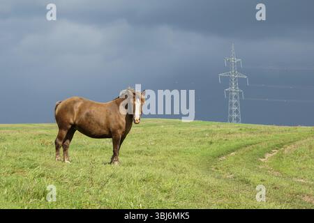 Pferd in einer Landschaft mit Stromleitung Stockfoto