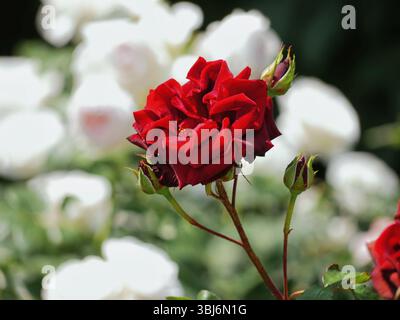 Hybrid-englische Tee-Rosen blühen im Garten. Hintergrund mit rotem Rosenmotiv. Stockfoto