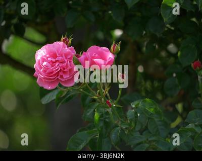 Hybrid-englische Tee-Rosen blühen im Garten. Hintergrund mit rosafarbenem Blumendesign. Stockfoto