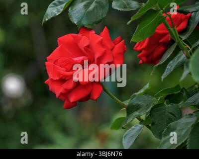 Hybrid-englische Tee-Rosen blühen im Garten. Hintergrund mit rotem Rosenmotiv. Stockfoto