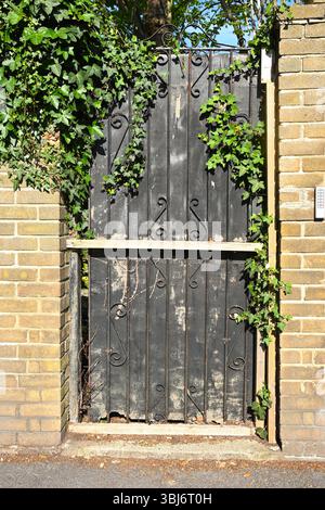 Altes hölzernes Gartentor in einer Ziegelmauer mit Efeu UK May Stockfoto