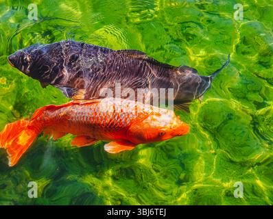 Zwei lebendige Koi-Fische, einer in leuchtendem Orange und der andere dunkel, schwimmen anmutig in einem kristallklaren Teich mit lebhaften grünen Reflexen. Eine friedliche und farbenfrohe Wasserszene, die Harmonie symbolisiert Stockfoto