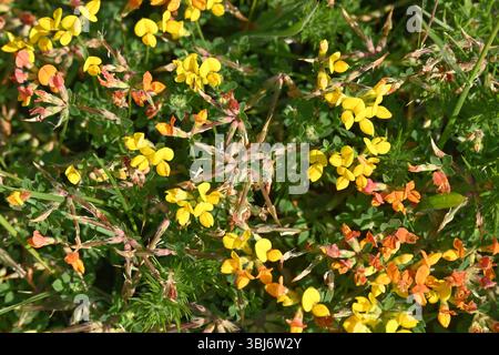 Gelbe und orangene Frühsommerblumen und Samenköpfe des Vogelfußes, Trefoil Lotus corniculatus UK May Stockfoto