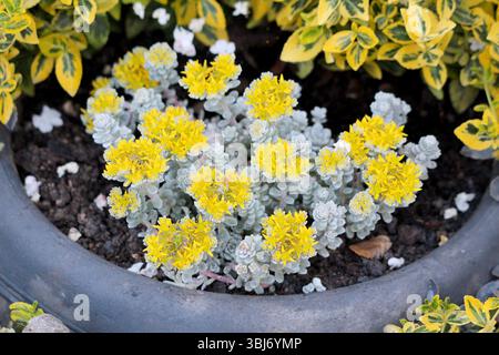 Sedum kamtschaticum gelbe Sternblüten im Containergarten Stockfoto