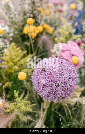 Eine Biene sammelt in einem blühenden Garten Pollen aus einem violetten allium zwischen verschiedenen bunten Wildblumen. Stockfoto