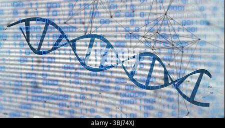 Anzeige der blauen DNA-Helix, die sich über die digitale Leinwand erstreckt, mit Binärcode und Netzwerkknoten Stockfoto